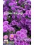 100 Adet Dilber Kirpiği(Aster) Tohumu- 2 Paket 1