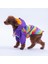 Rio Rainbow Mor Gökkuşağı Desenli Köpek Mont Köpek Yağmurluk Köpek Kıyafeti Köpek Elbisesi 4