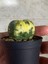 Astrophytum Asterias Variegated 1