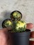 Astrophytum Asterias Variegated 3