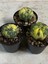 Astrophytum Asterias Variegated 4
