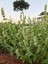 Catnip (Kedi Nanesi) Nepeta x Cataria 50 gr | Bahçeden | Haven Herbs & Blends | 1