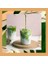 Mim And More Vanilla Matcha - Vanilya Aromalı Matcha, 25 gr 3