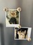 Kedi Pati Magnet Seti – Dekoratif Buzdolabı Magneti, Polaroid Fotoğraf ve Not Tutucu (4’lü Set) 2