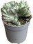 Euphorbia Lactea 'Cristata' (Kaktüs) 1