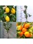 Yediveren Limon ve Satsuma Mandalina Fidanı Paketi 1