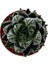 Haworthia Reinwardtii (Sukulent) 2