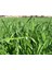 Reygras (Ryegrass) Süt Otu 25 kg 2