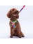 Rainbow Crew Göğüs Tasması ve Sevk Kayışı Tasma Seti Renkli Kedi Köpek Göğüs Tasması Seti 5