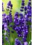 50 Adet Angustifolia Lavanta Fidesi 3