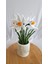 Nergis Saksı Çiçeği- Zerrinkadeh 3
