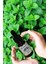Aromatik Nane Yağı 10 ml (Aromatıc Papper Mınt Oil) 2