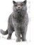 British Shorthair için Yaş Kedi Maması 12 x 85g 11