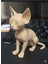 Mistik Zarafet: Sfenks Kedi Figürü - Boyasız 3D Baskı Sanat Objesi (15 Cm) 3