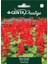 Prestige Ateş Çiçeği Tohumu (Salvia Splendens) – Alev Kırmızısı, Hızlı ve Yoğun Çiçeklenme 1