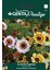 Prestige Üç Renkli Papatya (Painted Daisy – Chrysanthemum Carinatum) Tohumu – Arıları Çeken Çokrenkli Tek Yıllık Çiçek 1