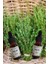 Kekik Yağı 10 ml (Thyme Oil) 3