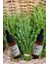 Kekik Yağı 20 ml (Thyme Oil) 2