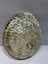 Abalone Large Whitewidov 2