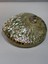 Abalone Large Whitewidov 5
