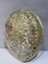 Abalone Large Whitewidov 6