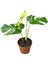 Monstera Deliciosa 'aurea' (Deve Tabanı) 1