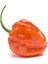 Acı Habanero Biberi Tohumu 20 Adet Tohum Biber Tohumu 1