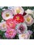 Dünyam 10 Adet Shirley Poppies Double Mixture Tohumu 1