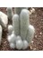 Look Cephalocereus Senilis Kaktüs Tohumu TH-9154684654669 1