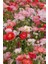 Dünyam 10 Adet Shirley Poppies Double Mixture Tohumu 2