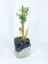 Ağacı Bonsai & Gri Siyah Lena Beton Saksıda Hediyelik Canlı Çiçek BALFLOWERDESİGN-2604 2