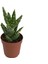 Aloe Mitriformis (Kaktüs) 1