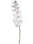 Çiçek Orkide Beyaz 115 Cm. 3