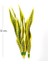 Yapay Bitki Paşa Kılıcı Gerçek Dokulu 15 Yaprak Sarı-Yeşil 53 Cm. 3