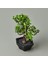 Dekor Mini Yapay Bonsai - Asorti - 10X13 cm 3