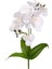 Yapay Orkide Gerçek Dokunuş Beyaz 45 Cm. 3