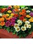 Dünyam 10 Adet Gazania Mix Flower Tohumu 1