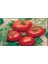 Brandywine Red Domates Tohumu (20 Tohum) 1