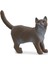 British Shorthair Kedi, Oyuncak Figür 1