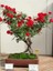 Look Bodur Kırmızı Gül Bonzai Ağacı Tohumu 5 Adet Tohum Bonsai Ağacı Tohumu TH-0977964300091 2