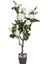 Yapay Gül Ağacı Yeşil-Beyaz 96 Cm. 1
