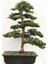 Look Hinoki Çam Bonsai Ağacı Tohumu-10 Adet TH-2022DSHNGLKTHM084 1