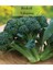 Organik Brokoli Tohumu 1 Paket (1 GR=250+ Adet) 2