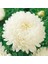 Paket Pompon Beyaz Renkli Aster Çiçeği Tohumu (50 Tohum) 1