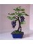 Siyah Üzüm Bonzai Ağacı Tohumu 5 Adet Bonsai Ağacı Tohumu 3