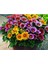 Dünyam 10 Adet Gazania Mix Flower Tohumu 4
