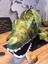 Timsah Dev Crocodile 2 Metre Peluş 2