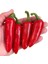 Adet Kırmızı Jalapeno Biber Tohumu 1