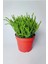 Çami Büyük Boy Crassula Muscosa 12 cm Saksıda 1