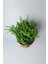 Çami Büyük Boy Crassula Muscosa 12 cm Saksıda 3